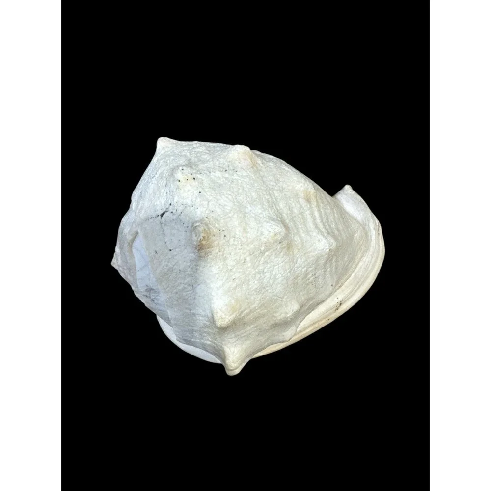 Horned CASSIS Cornuta Helmet Shell Long Lbs Large Conch